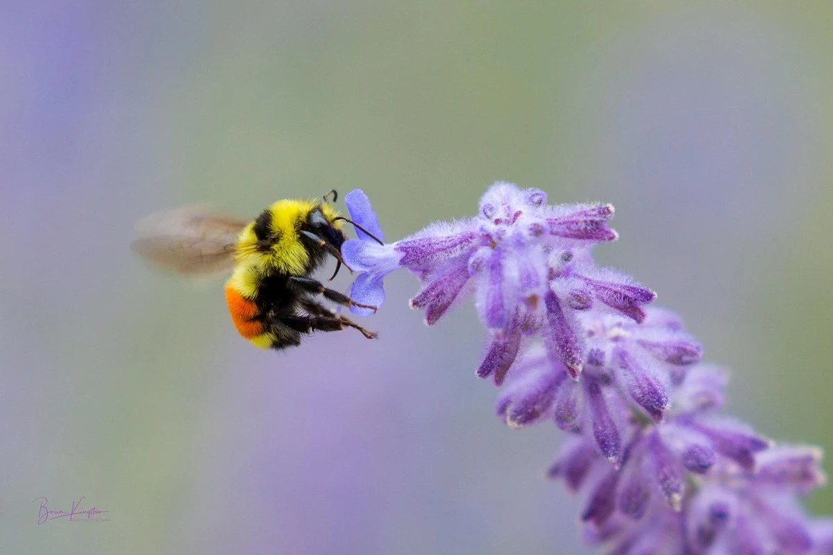 Proč zkušení zahradníci vysazují tyto 5 trvalek, aby přilákali čmeláky - image 1