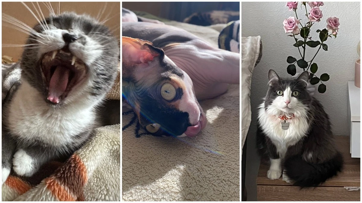 Proč majitelé koček žijí o 10 let déle: 3. důvod vás překvapí