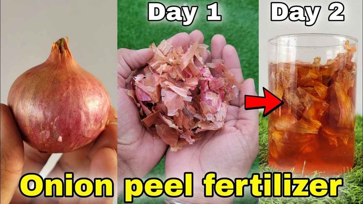 Proč zkušení pěstitelé nevyhazují slupky z pěti cibulí a dávají je do květináčů - image 1