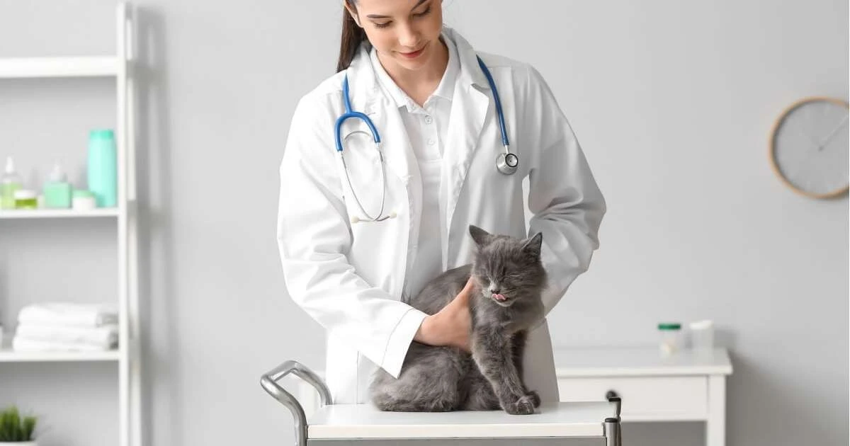 Proč zkušení chovatelé dávají kočkám vodu do sklenic po celém bytě