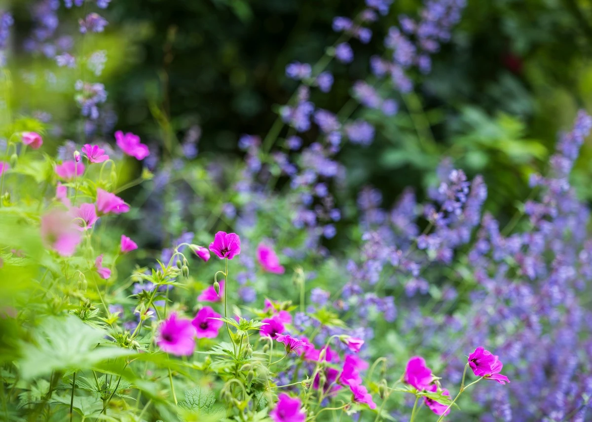 Proč zkušení čeští zahrádkáři sázejí tyto 5 domácích trvalek místo drahých hybridů