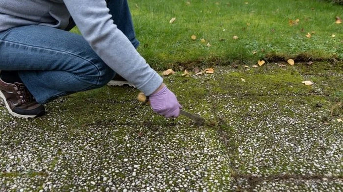 Proč zkušení čeští chalupáři lijí obyčejnou colu do spár s mechem - image 1