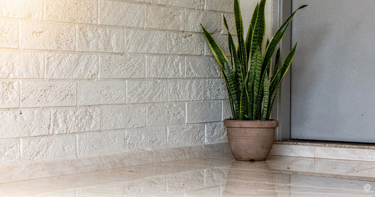 Proč zkušení pěstitelé letos dávají tchynin jazyk přímo ke vchodovým dveřím