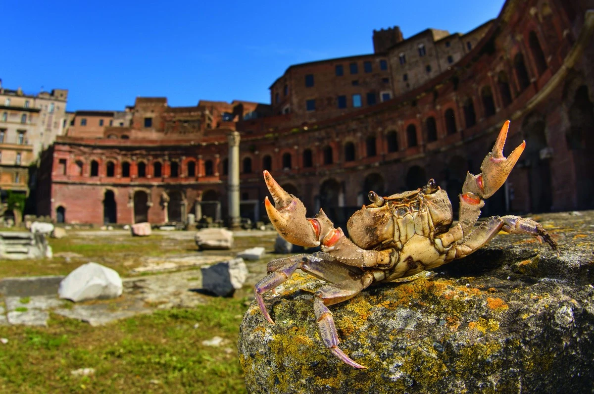 procsevrimskemp-extra-1.webp Proč se v římském podzemí nyní objevují tito obří korýši - image 1