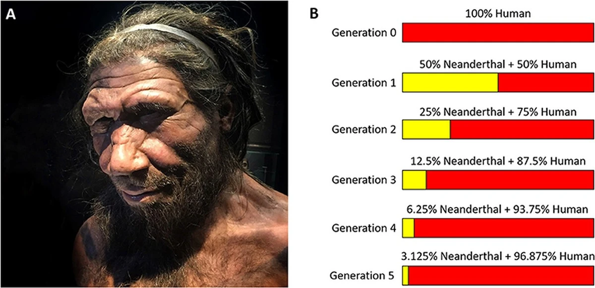Proč v našem chromozomu X chybí DNA neandrtálců - image 1