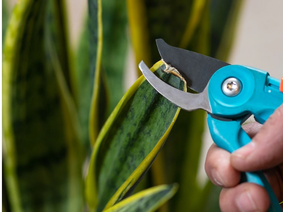 Proč zkušení pěstitelé stříhají tchynin jazyk jen dvakrát do roka - image 1