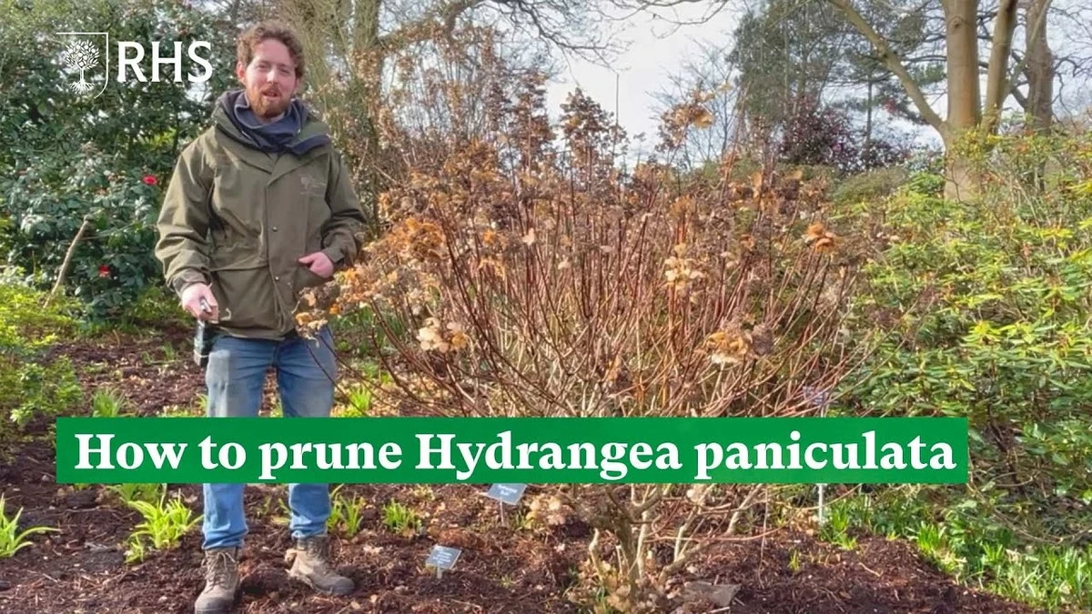 Proč zkušení zahradníci stříhají hortenzie latnaté na 30 centimetrů - image 1