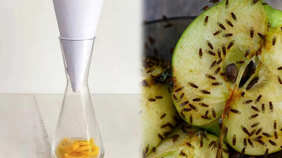 Proč zkušení hostitelé vkládají kornout z novin do plastové lahve