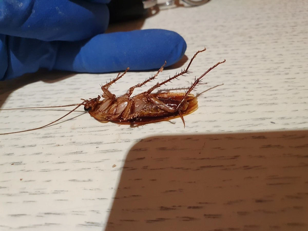 Proč zkušení hostitelé už nespoléhají na ocet a sodu při hubení švábů