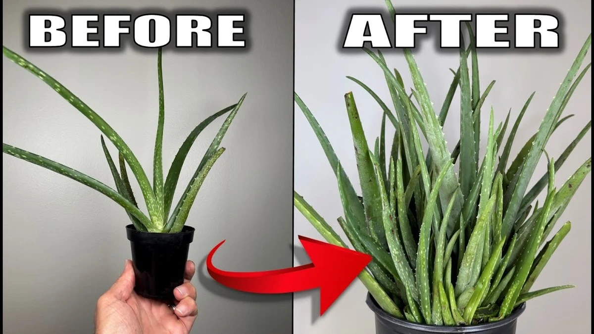 Proč zkušení pěstitelé nikdy nelijí vodu doprostřed aloe vera - image 1