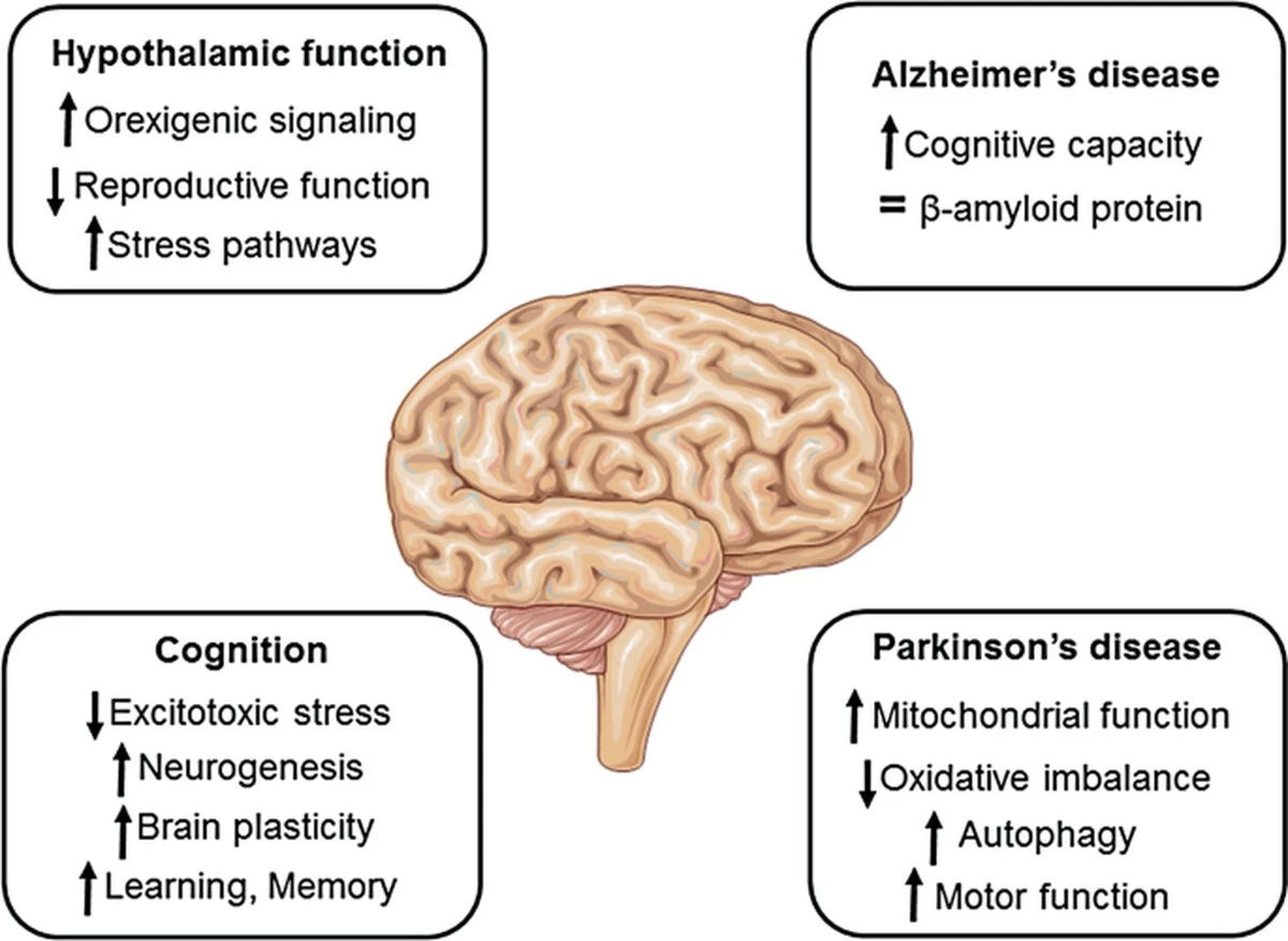 Půst a mozek: Velká analýza roku 2026 boří mýty o výkonu - image 1
