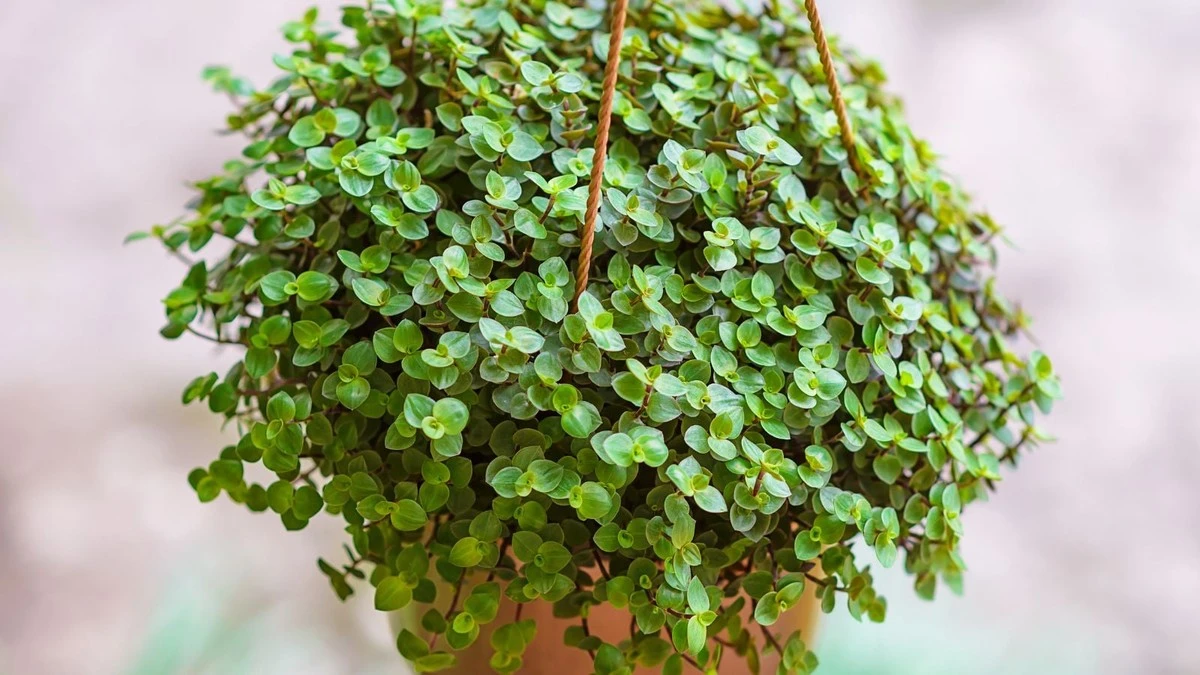 proczkusenipest-extra-1.webp Proč zkušení pěstitelé dávají kalisii na okno místo lapačů prachu - image 1