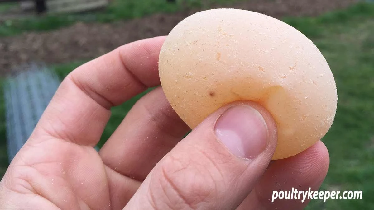 Proč slepice snášejí gumová vejce: 3 chyby, které dělají i zkušení chovatelé - image 1