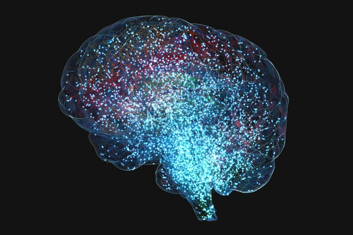 Proč starý mozek přestává recyklovat proteiny a jak to ničí synapse - image 1