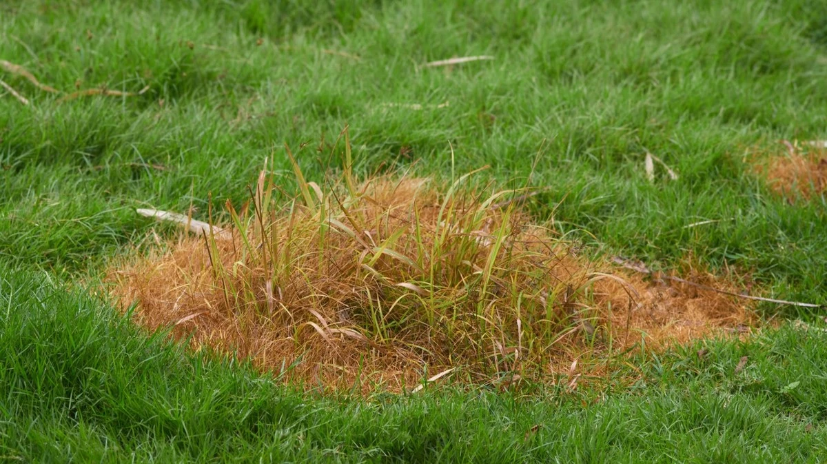 Proč zkušení čeští zahrádkáři sypou na trávník vápno i bez viditelného plevele