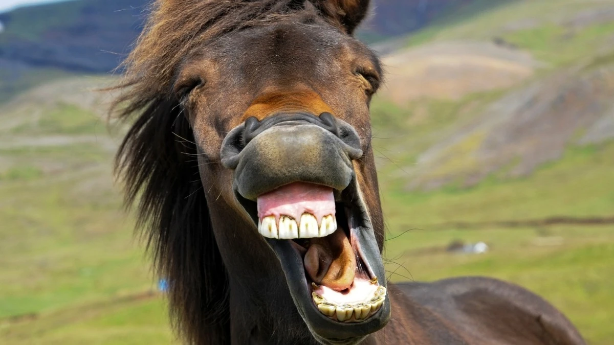 Proč koně při řechtání vlastně pískají: Tajemství dvou zvuků v jednom hrdle