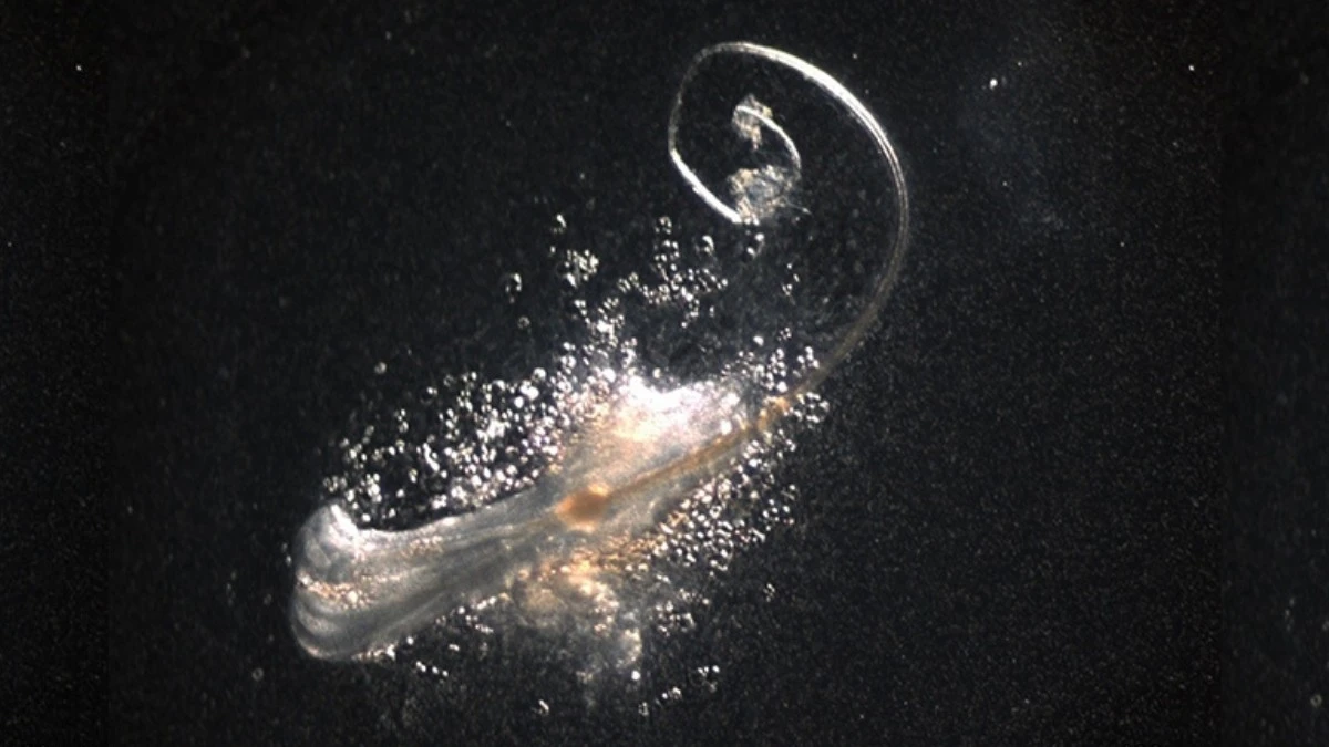 Proč vědci v laboratoři přidali ke kůži třetí buňku, aby konečně „přinutili“ vlasy růst