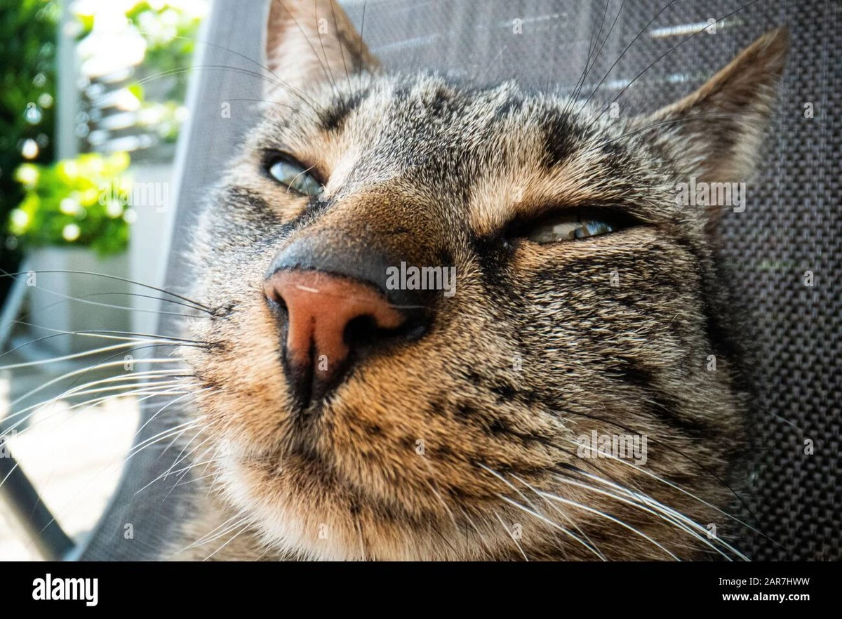 Proč majitelé koček žijí o 10 let déle: 3. důvod vás překvapí - image 1