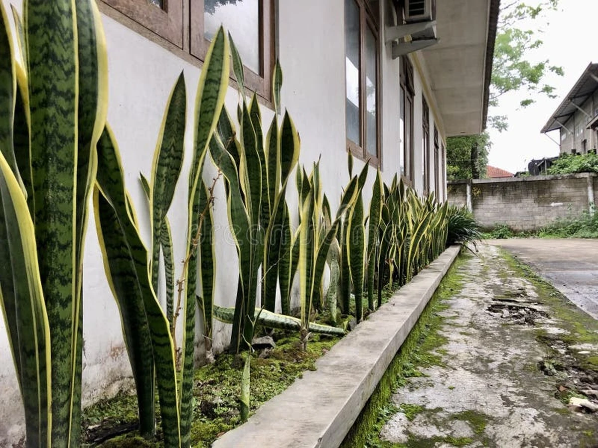 Proč zkušení pěstitelé letos dávají tchynin jazyk přímo ke vchodovým dveřím - image 1