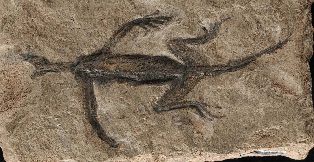 Proč se vědci radují z otisku v bahně starého 290 milionů let - image 1