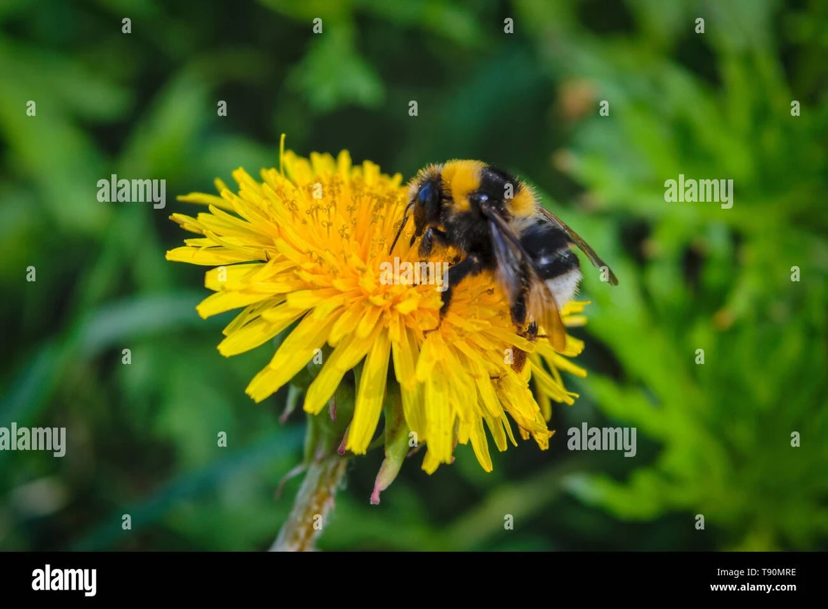 Proč zkušení zahradníci letos nechávají pampelišky v trávníku - image 1