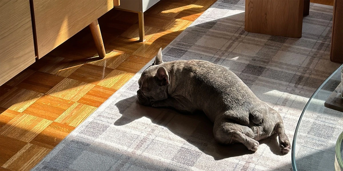 Proč zkušení majitelé bytů dávají misku s octem na radiátor a vyhazují lapače prachu - image 1