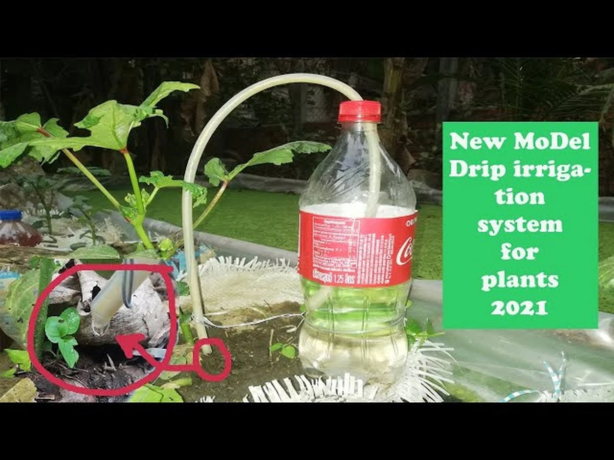 Proč zkušení pěstitelé zapichují do květináčů obyčejnou plastovou lahev - image 1