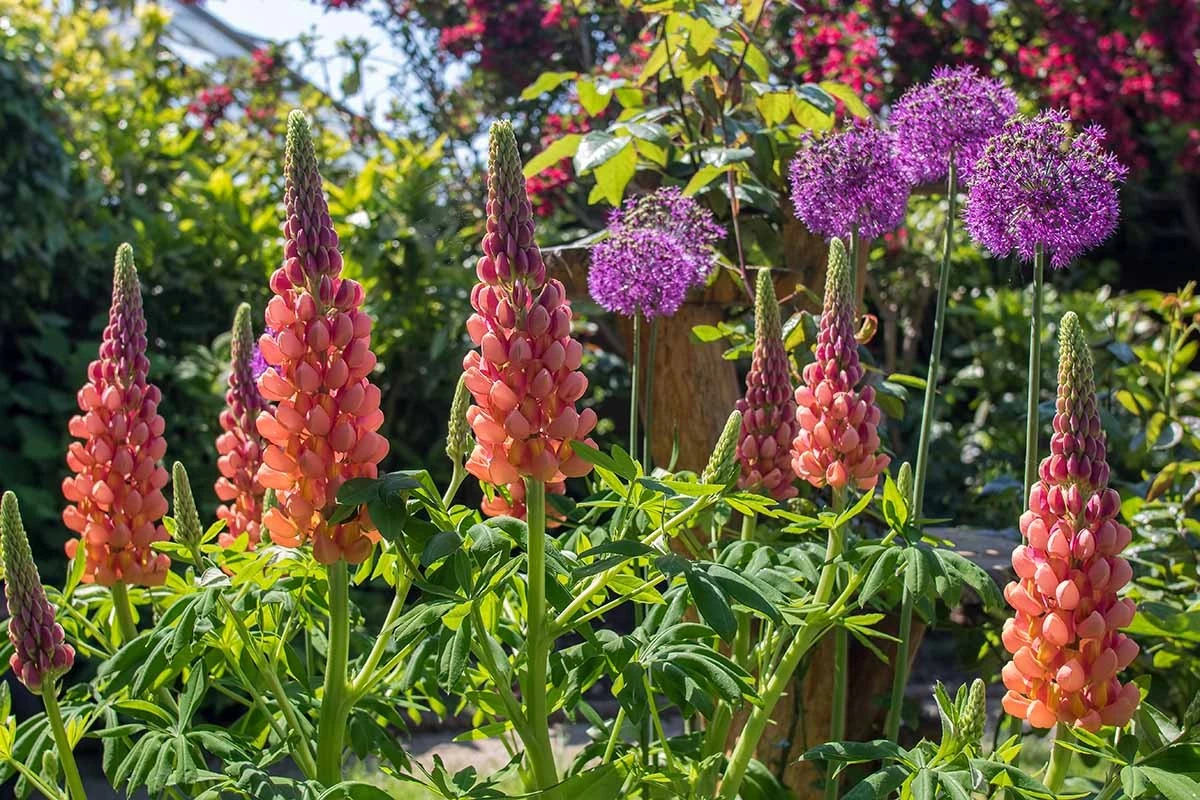 4 nezničitelné trvalky, které se v Česku množí samy: Ušetřete tisíce za sazenice - image 1