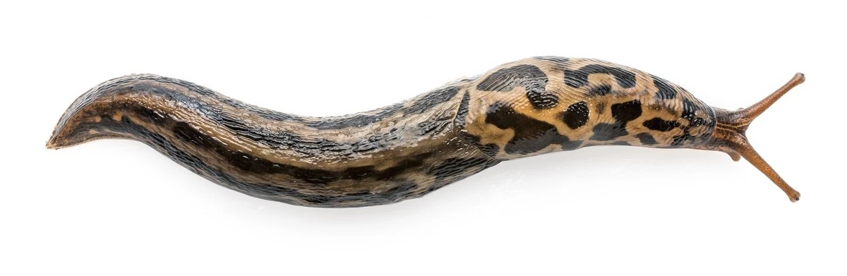 Proč zkušení zahrádkáři nikdy nevyhání tygrovaného slimáka z kompostu - image 1