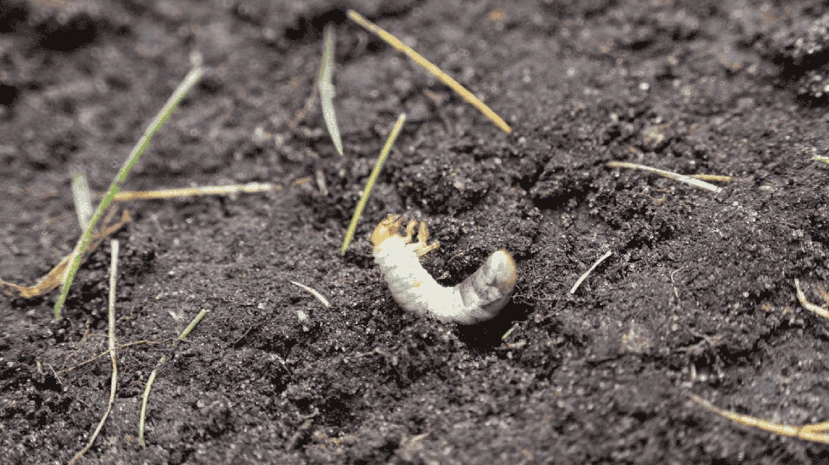 Proč zkušení zahradníci v květnu rýpou do hnědých fleků v trávníku