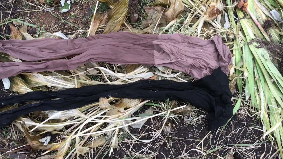 Proč zkušení čeští zahrádkáři nevyhazují staré silonky a berou si je na záhon