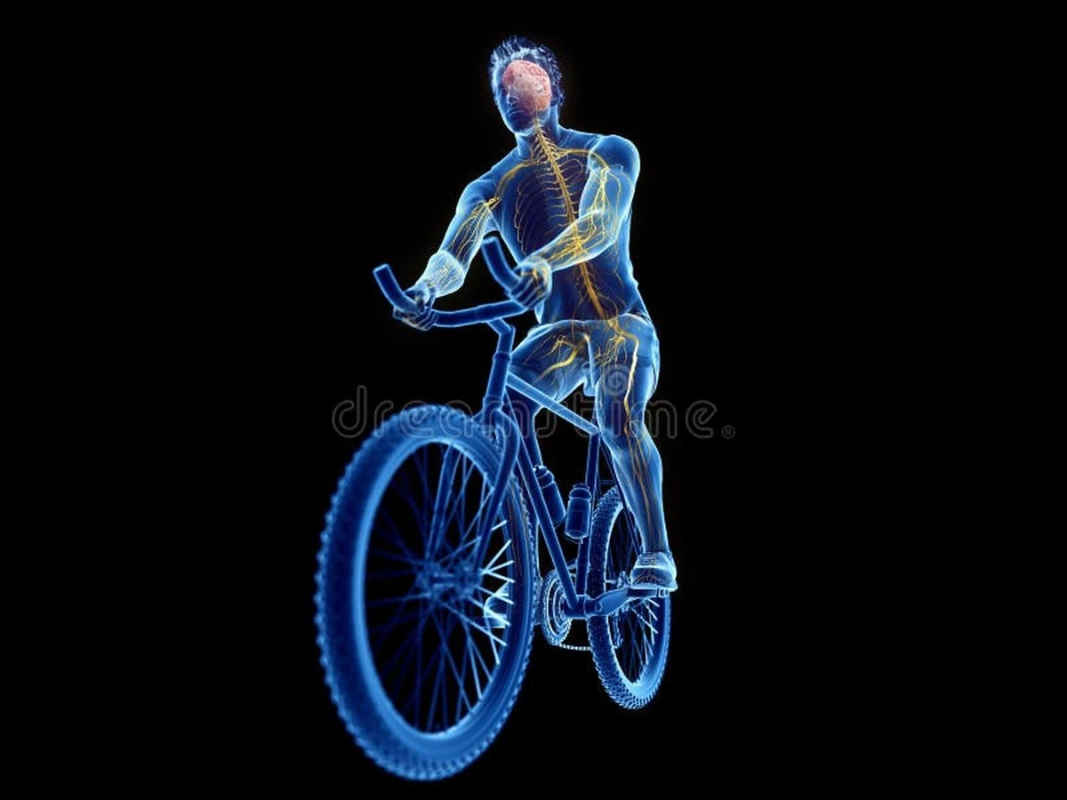 Proč se v mozku objevují speciální vlny po 20 minutách na kole - image 1