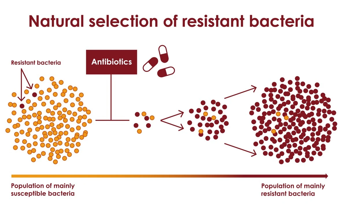 Proč lékaři s obavami sledují poslední zbývající antibiotikum na tyfus - image 1