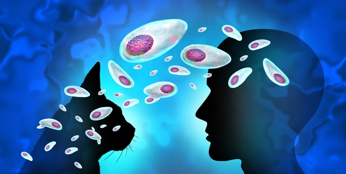 Proč imunitní buňky v mozku páchají sebevraždu, když narazí na běžného parazita - image 1