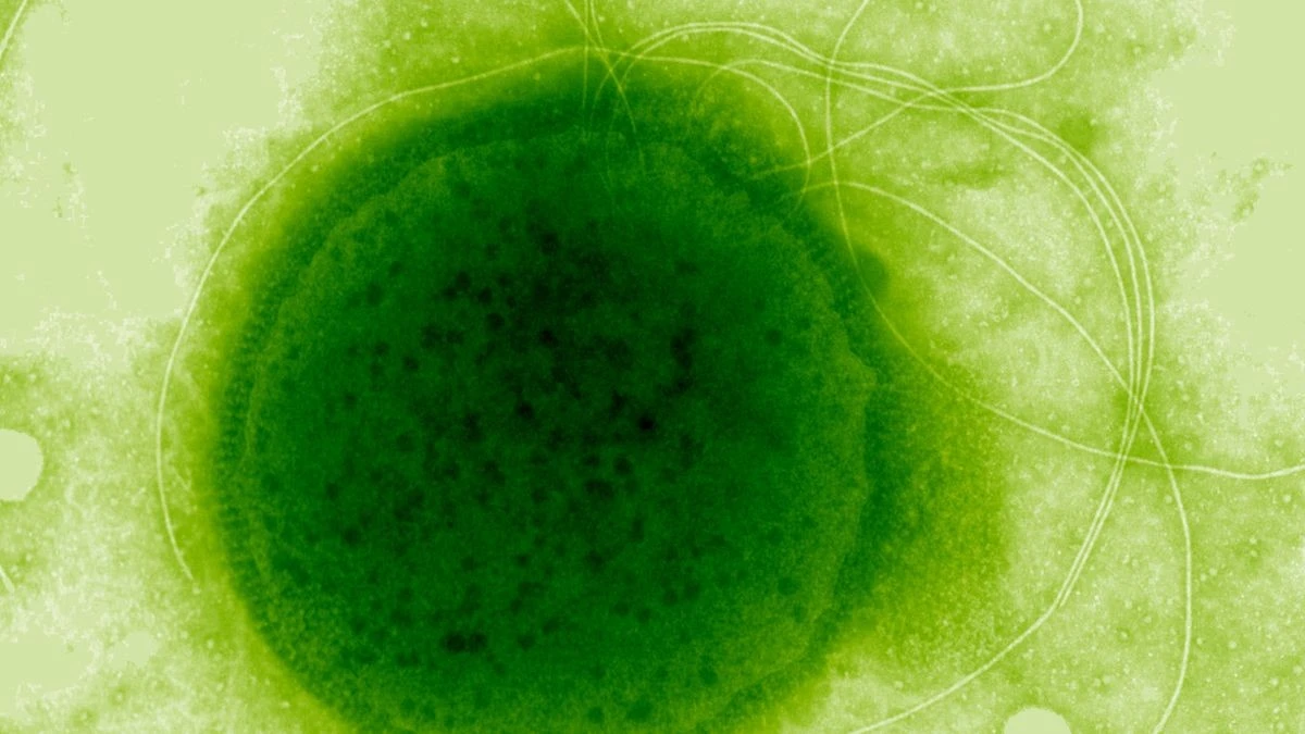 Proč podivný tvor z hlubin oceánu přežije i v jaderném reaktoru