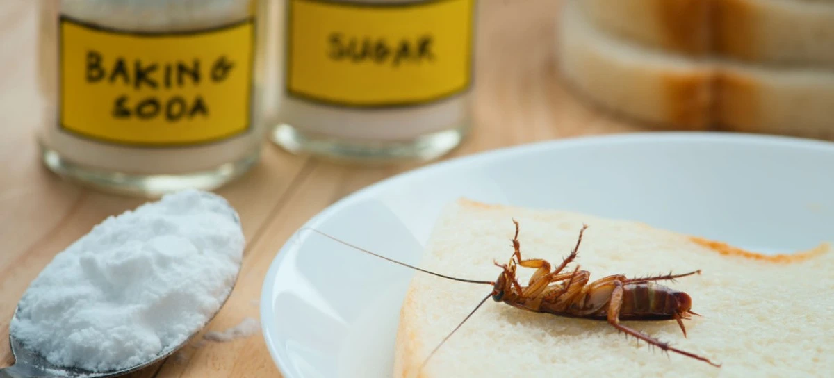 proczkusenihost-extra-1.webp Proč zkušení hostitelé míchají cukr s jedlou sodou a nechávají směs v kuchyni - image 1