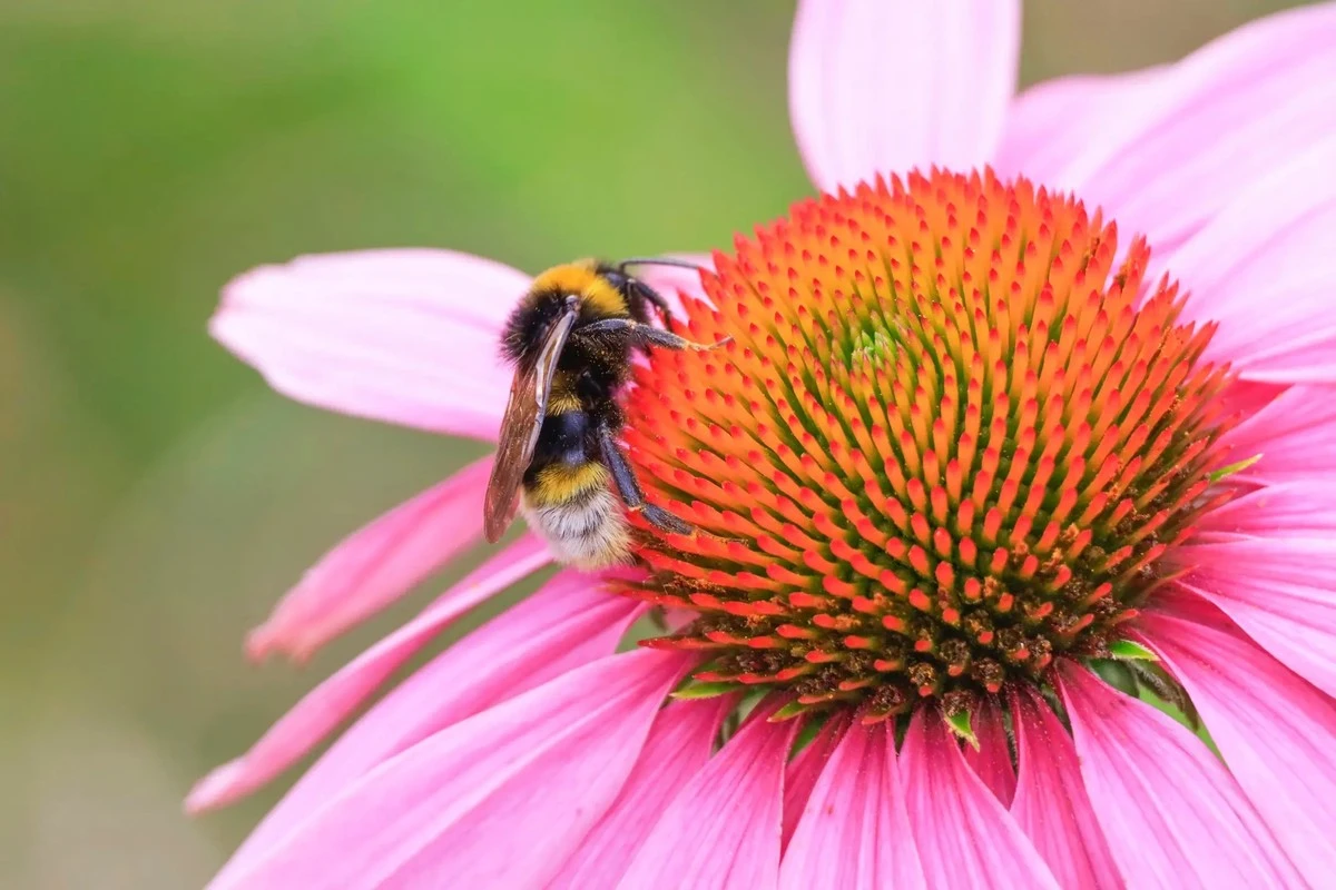 Proč zkušení zahradníci letos sázejí šalvěj i mezi okrasné květiny