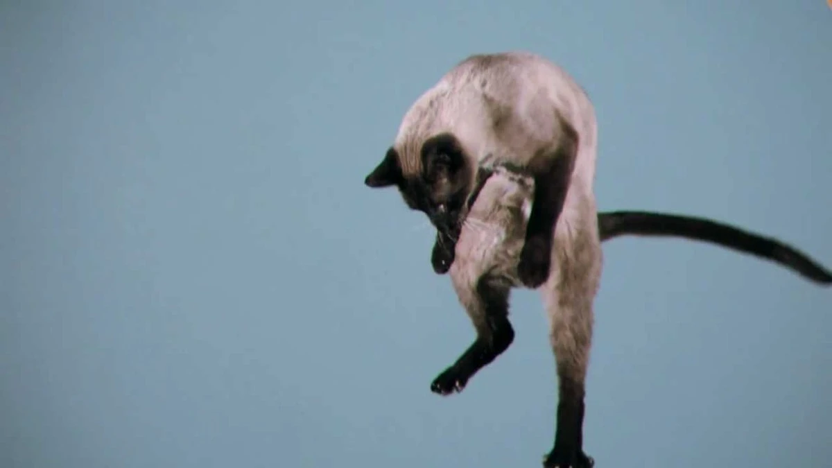 Proč kočky dopadají vždy na čtyři: Tajemství je v tuhosti jejich beder - image 1