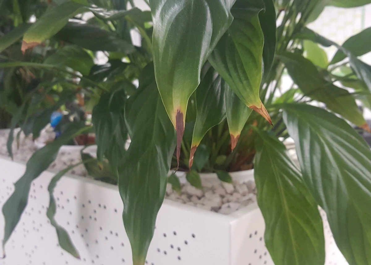 Proč mají pokojovky hnědé špičky listů: Polévání za to obvykle nemůže - image 1