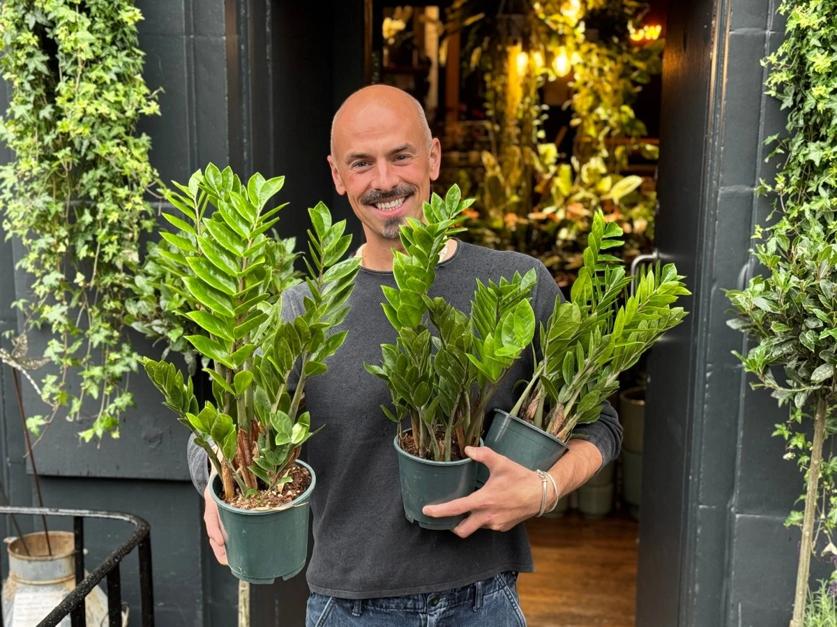 Proč zkušení pěstitelé dávají do květináče se zamiokulkasem vodu jen jednou měsíčně - image 1