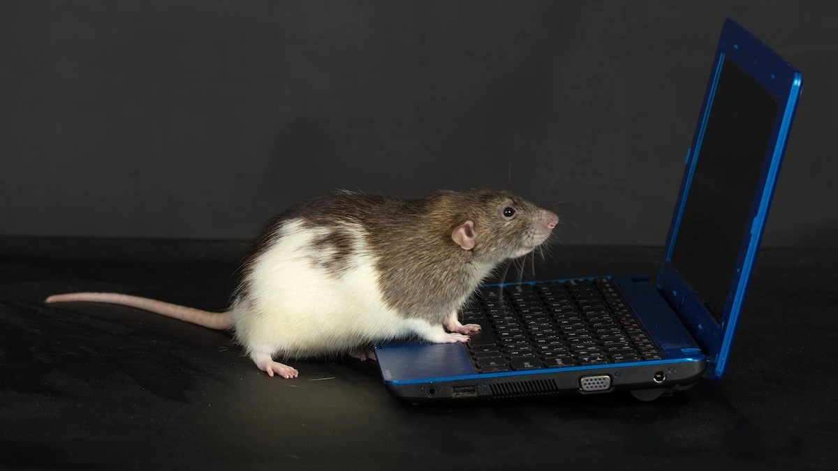 Proč vědci v laboratoři sledují videa pomocí mozku laboratorních myší