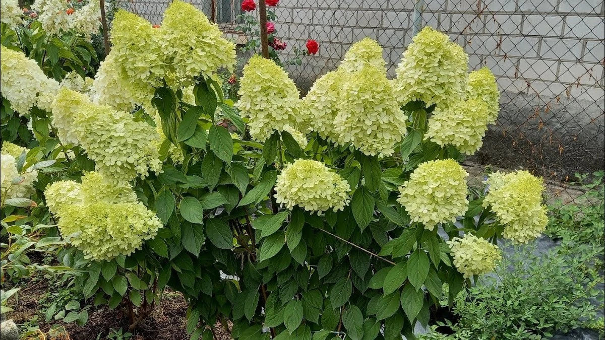 Proč zkušení zahradníci stříhají hortenzie latnaté až u země - image 1