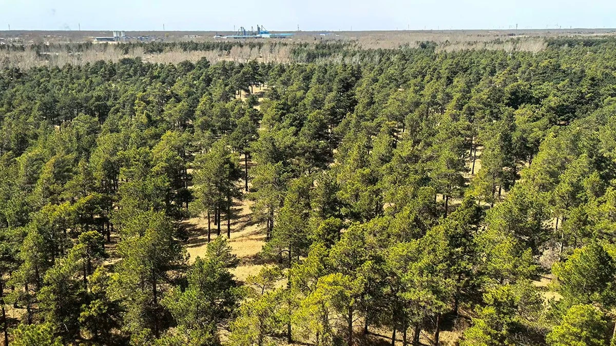 Proč zkušení vědci sázejí odolné keře na okrajích vyprahlé pouště