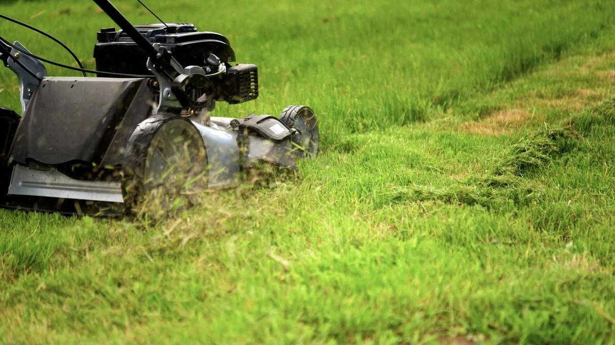 Kdy poprvé sekat trávu po zimě: Sledujte teploměr, ne souseda