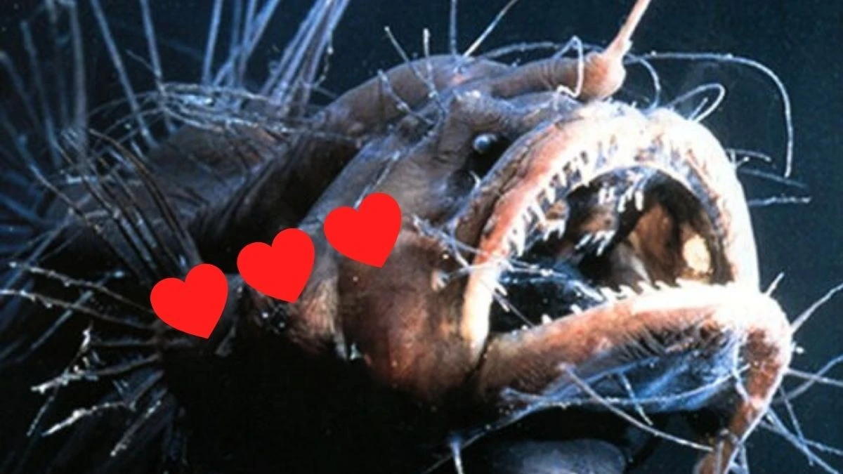 Valentýn v divočině: 7 bizarních milostných rituálů zvířat