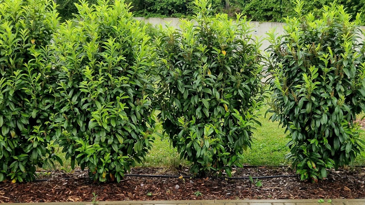 Proč zkušení zahradníci sázejí cypřišovec místo stavby plotu