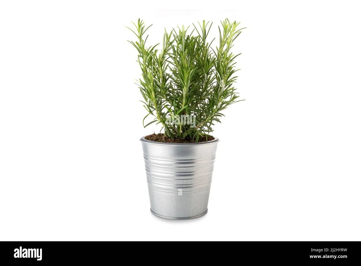 proczkusenipest-extra-1.webp Proč zkušení pěstitelé zapichují snítku rozmarýnu k tchýňinu jazyku - image 1