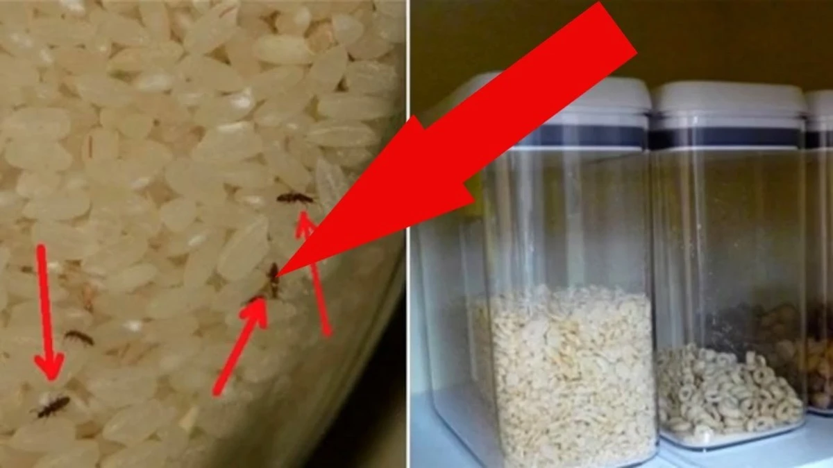 Proč zkušené hospodyňky dávají do spíže pár kousků hřebíčku