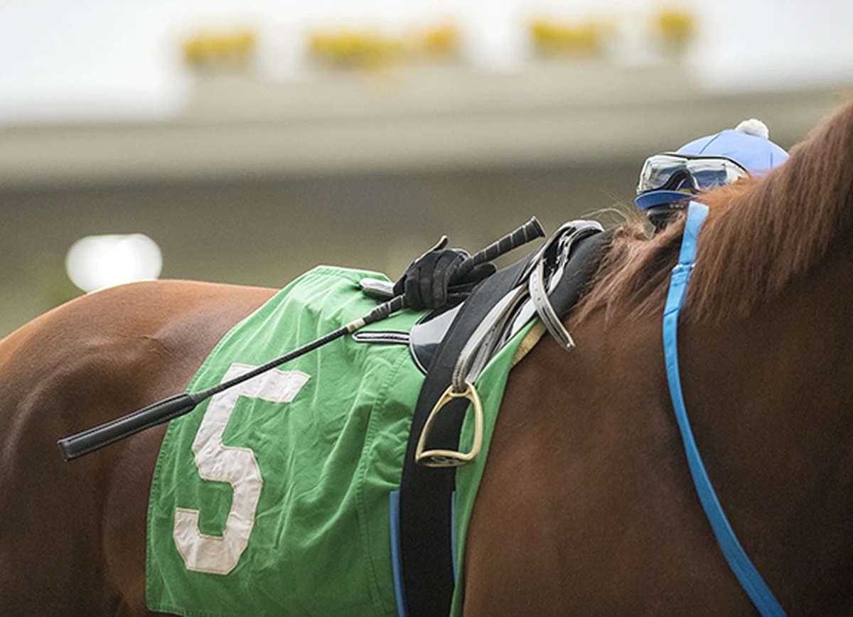 Proč koně při řechtání vlastně pískají: Tajemství dvou zvuků v jednom hrdle - image 1