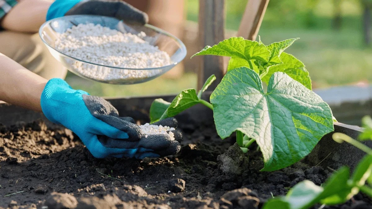 Proč letos okurky v Česku žloutnou a jak to opravit za pár korun - image 1